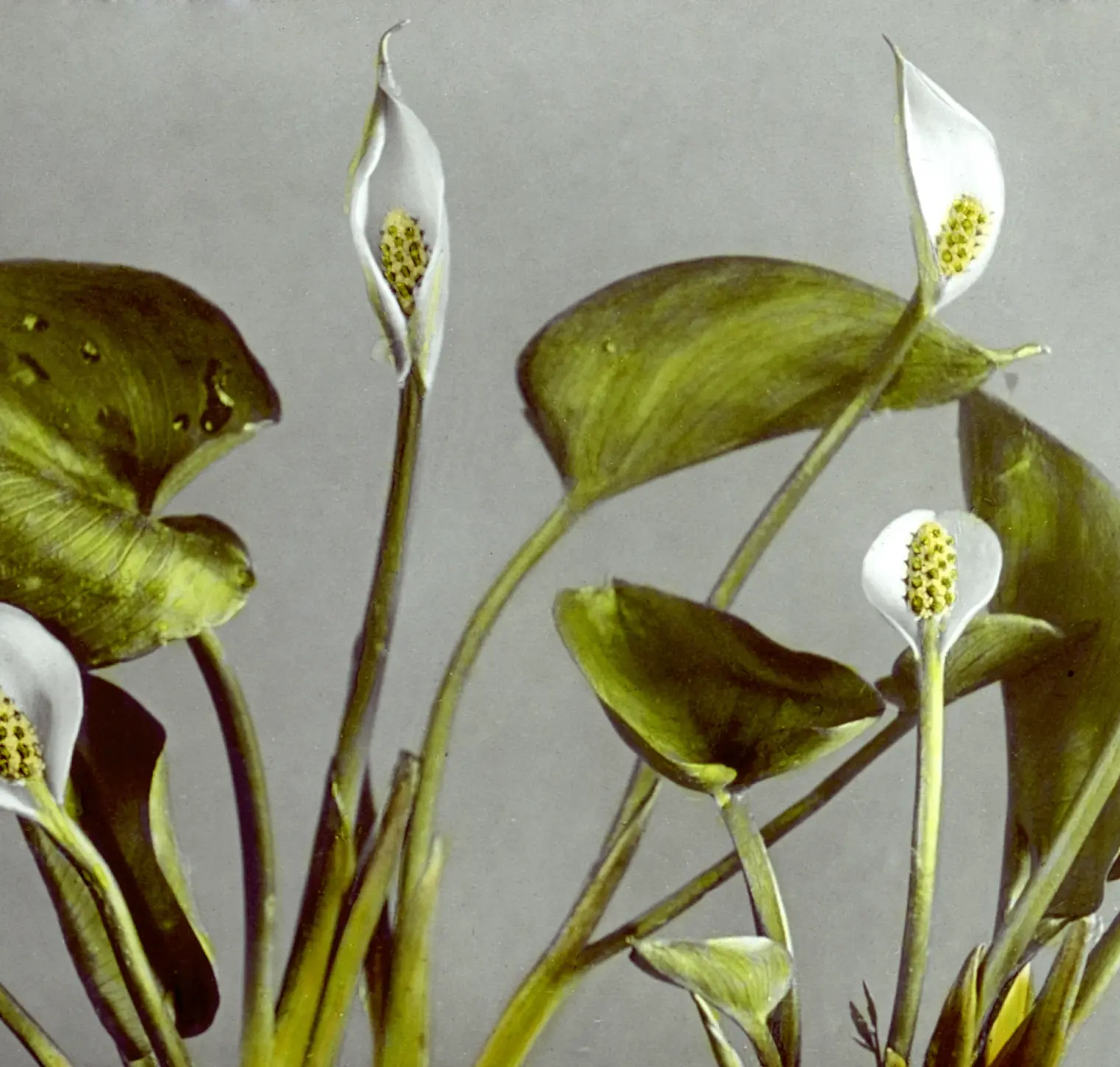 Bilde av en blomst
