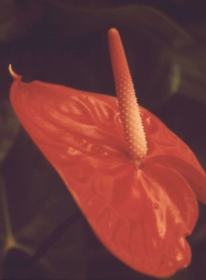 Nærbilde av rød anthurium.
