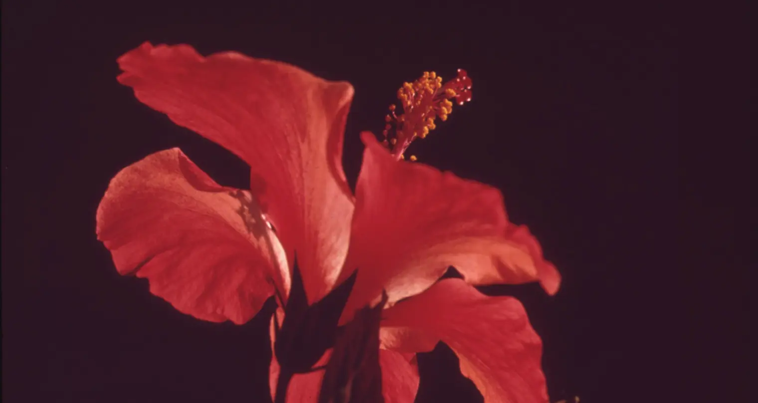 Fotografi nærbilde av rød blomst.