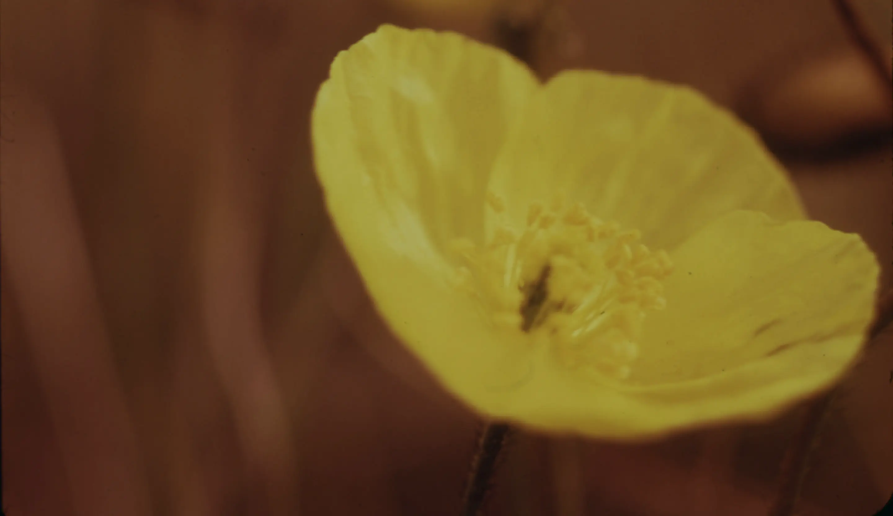 Bilde av en blomst